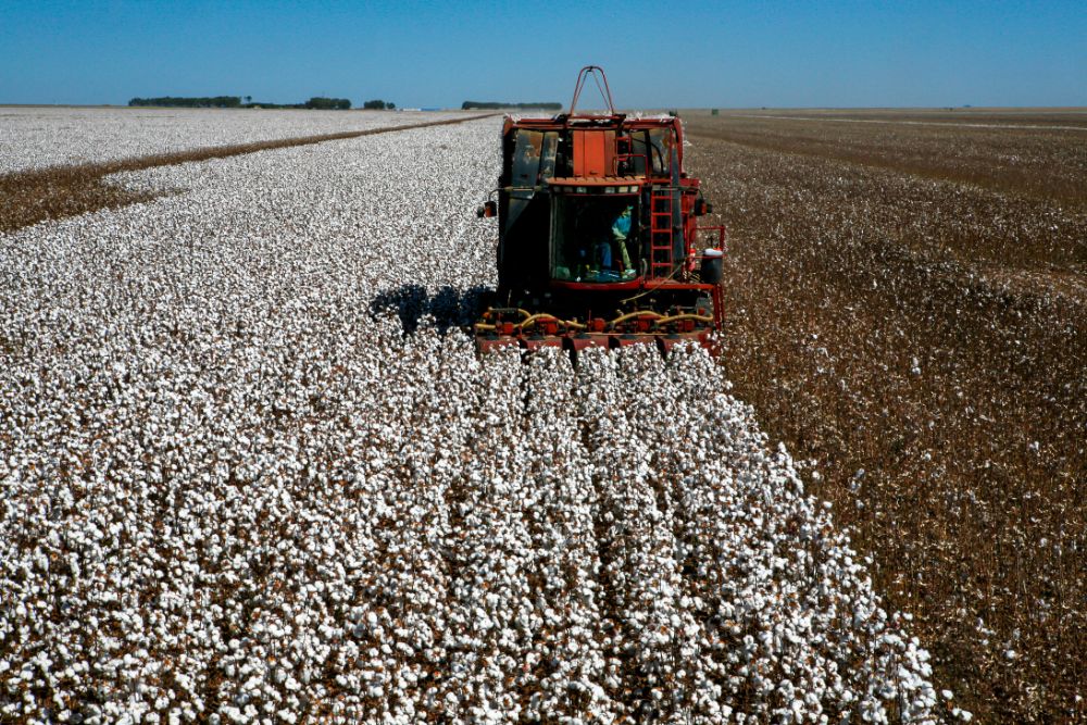 The Innovations Shaping the Future of Cotton Harvesting
