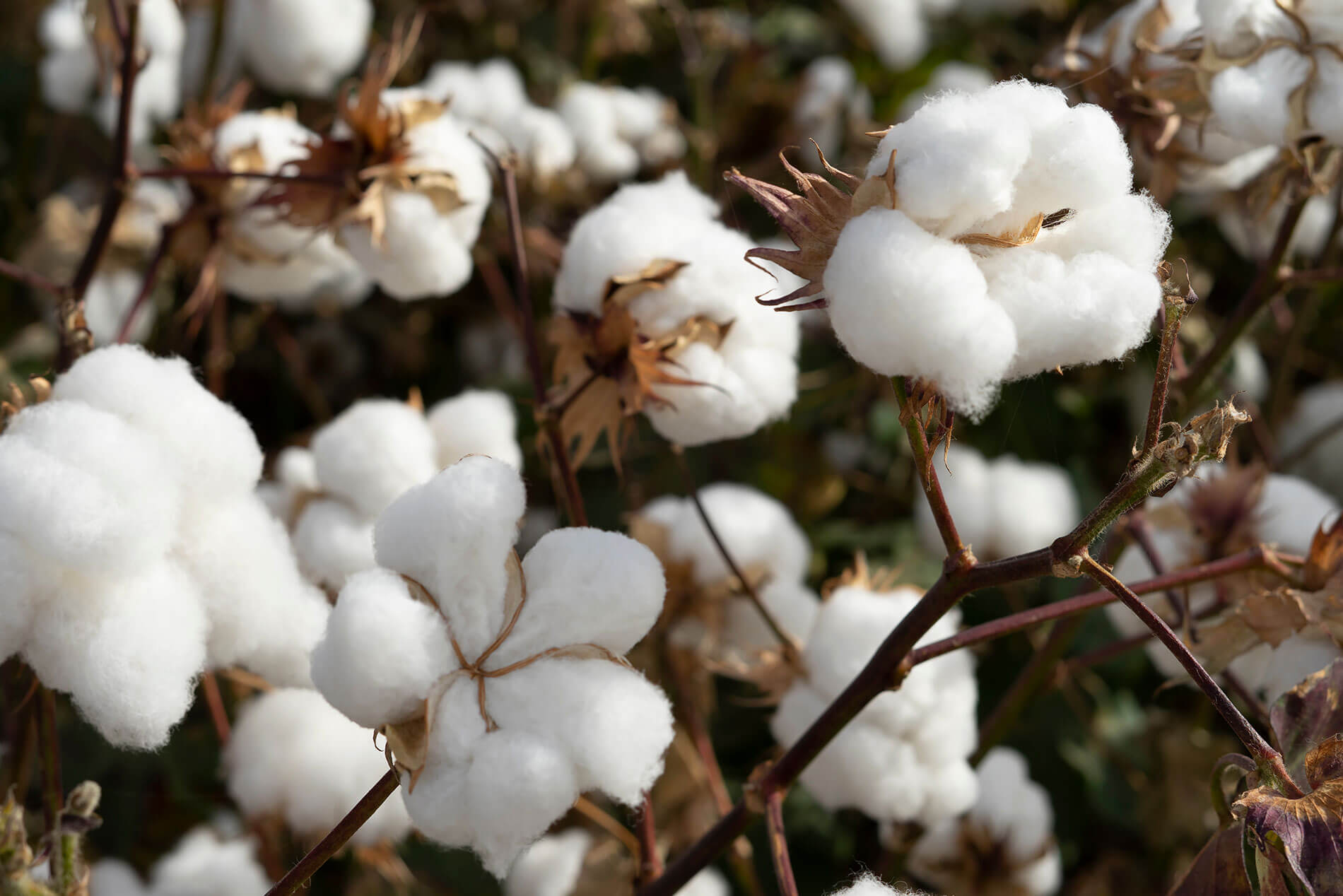 6 Facts About the Cotton Gin