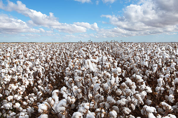 Cotton Field 600x400