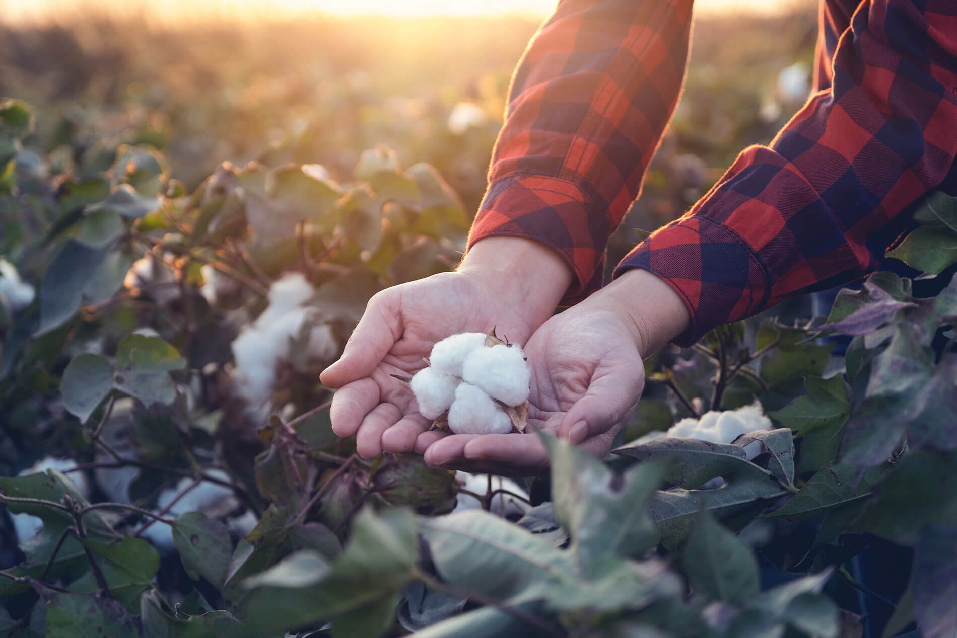 Pick a Plant Day – Our Cotton Plant