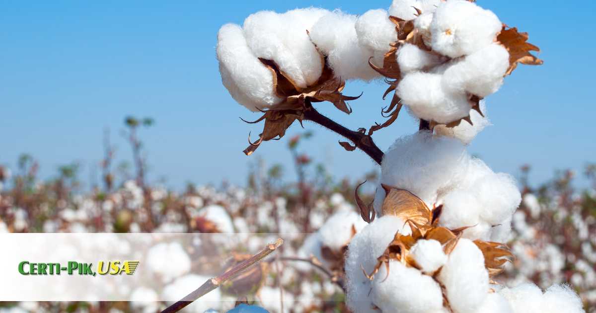 Cotton Harvest