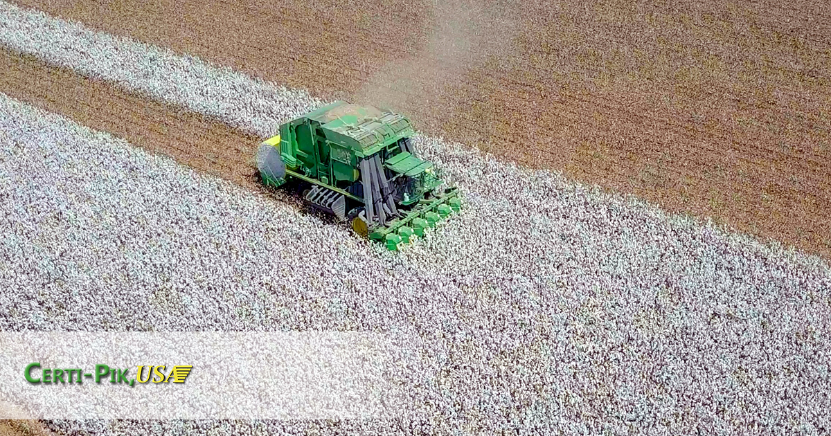 Cotton Harvested