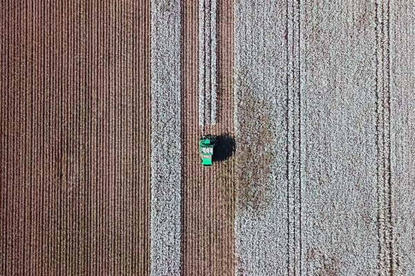 Picking Field 02 600x400