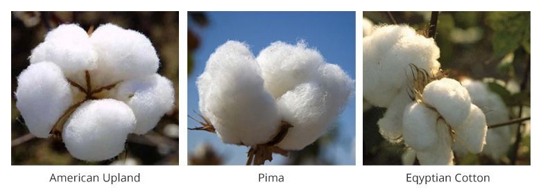 Pima Cotton Vs Egyptian Cotton, Which Is Softest 