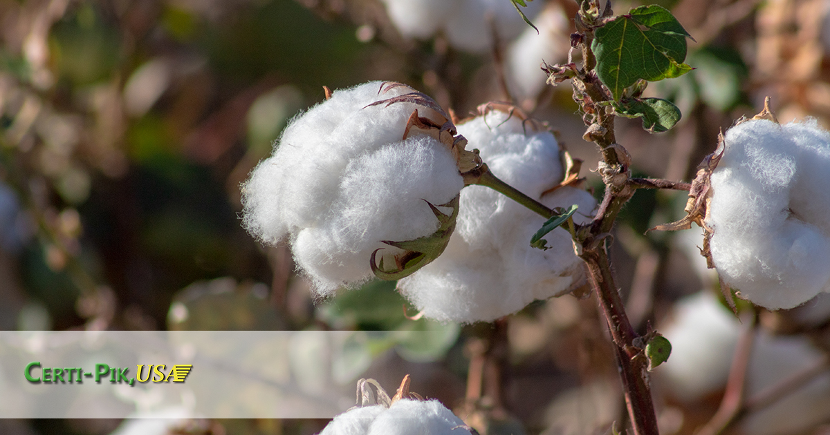 Pima Cotton: The Softest Cotton In The World