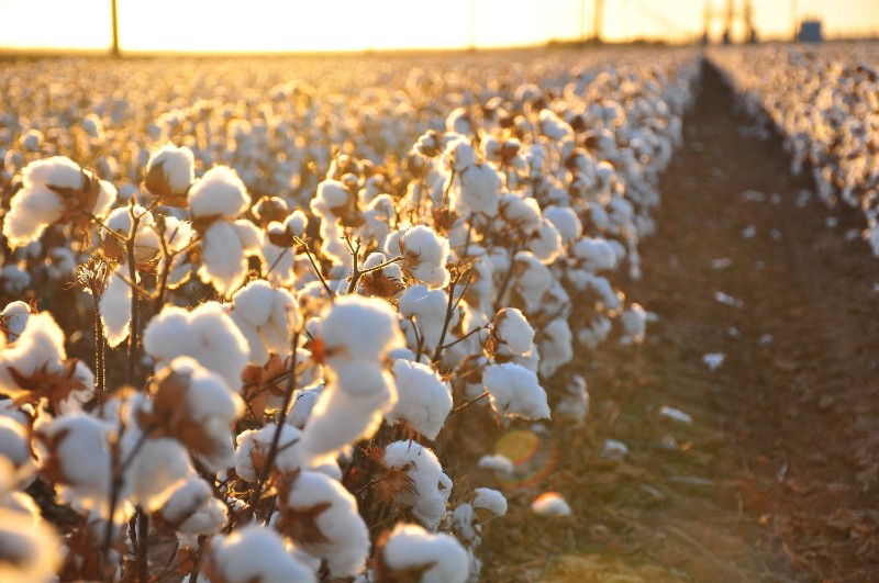 Pima Cotton