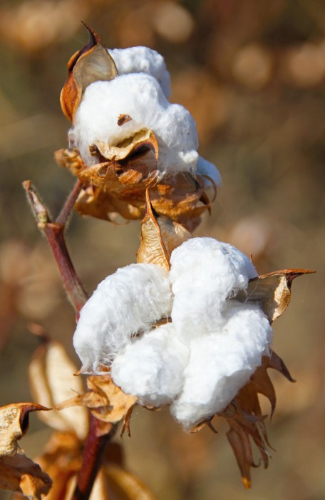 What is Pima Cotton - Certi-Pik, USA