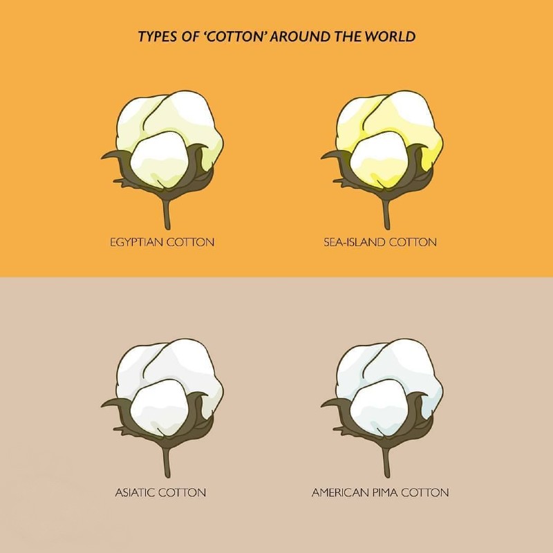 Where Does Cotton Come From Types Of Cotton