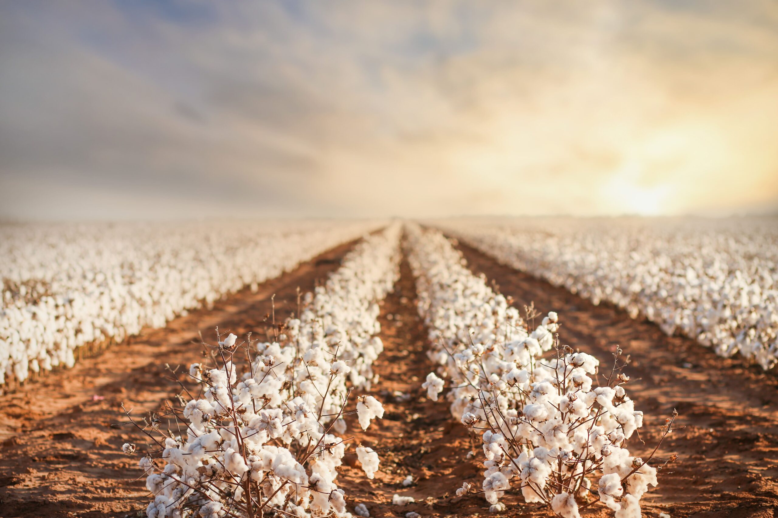 Choosing the Right Cotton Harvester for Your Farm
