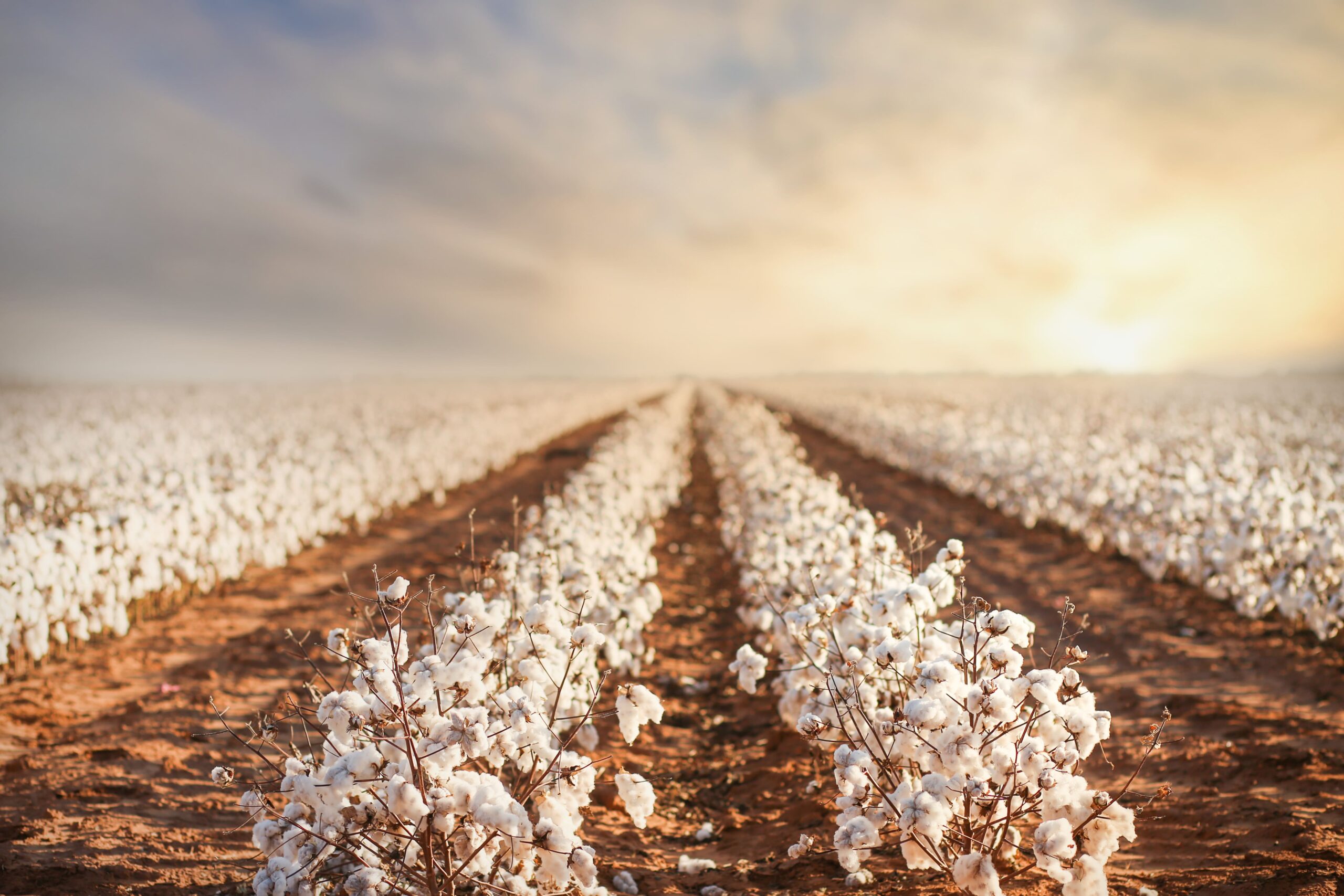 Cotton Farm