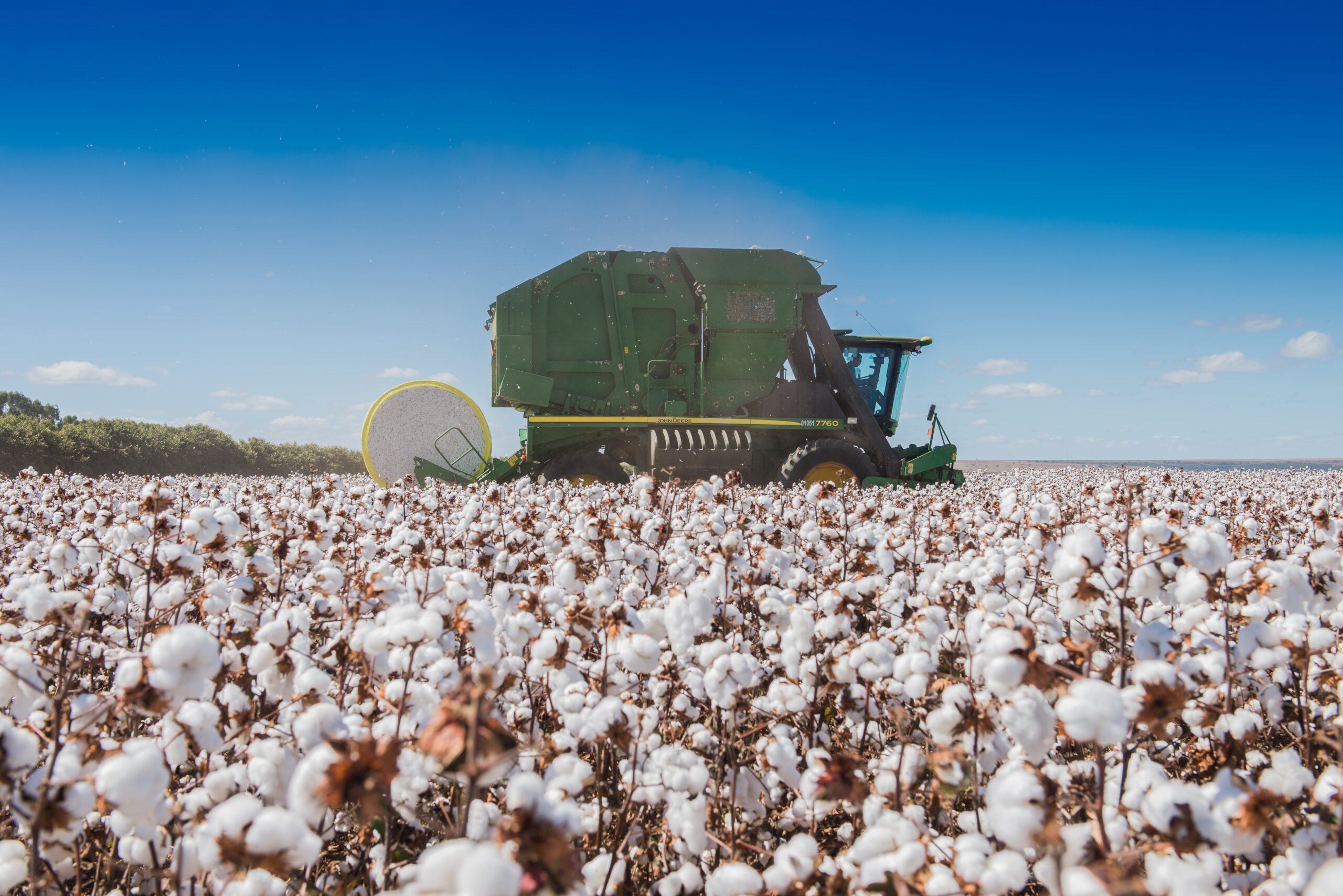 Cotton Harvester In A Field